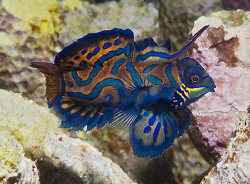 Mandarinfish from Puerto Galera, Philippines. Nikon D200 ... by Jim Chambers 